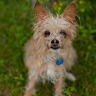 Peanut On The Island